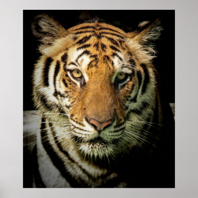 Poster tigre (Devant)