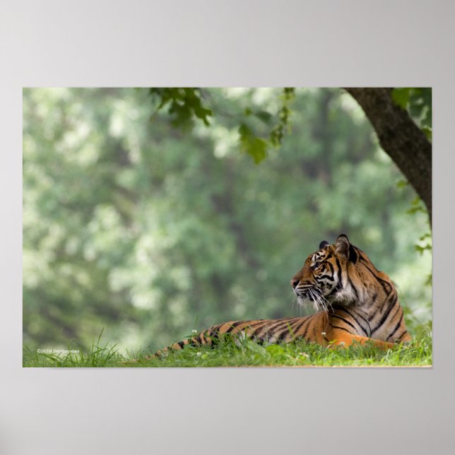 Poster Tigre allongé sous un arbre (Devant)