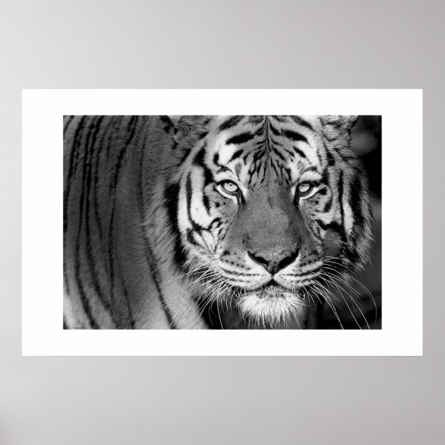 Poster Tigre Amur #1 (Devant)