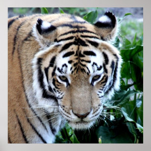 Poster Tigre asiatique