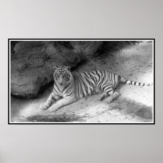 Poster Tigre Bengale blanc imprimé en noir et blanc