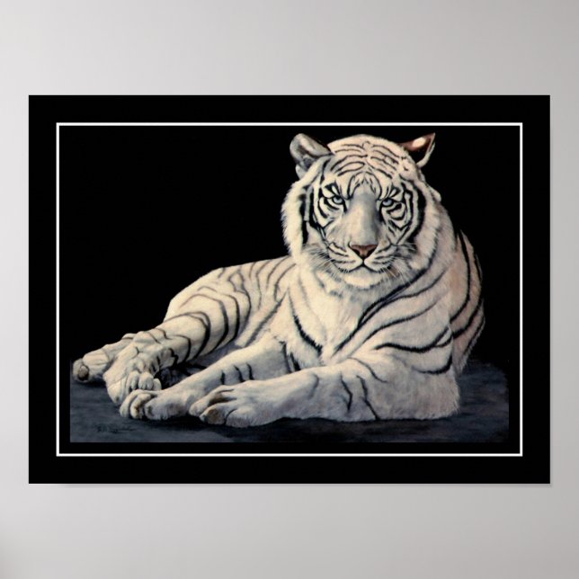 Poster Tigre blanc (Devant)