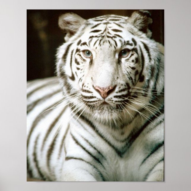 Poster Tigre blanc (Devant)