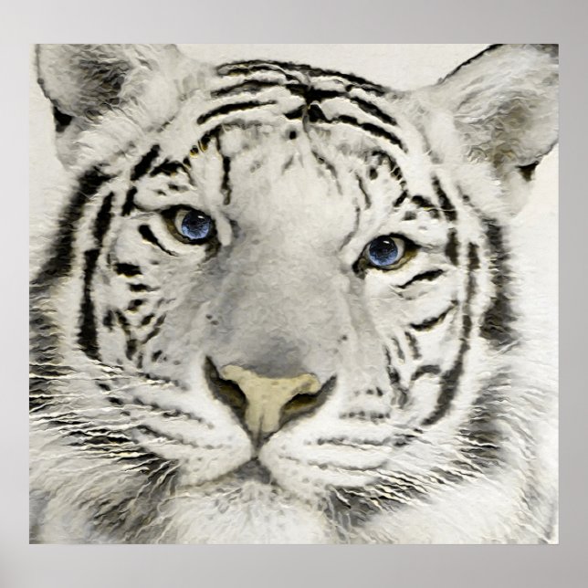 Poster Tigre blanc (Devant)