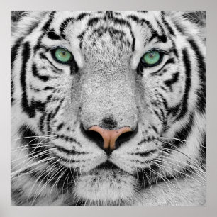 Poster Tigre blanc