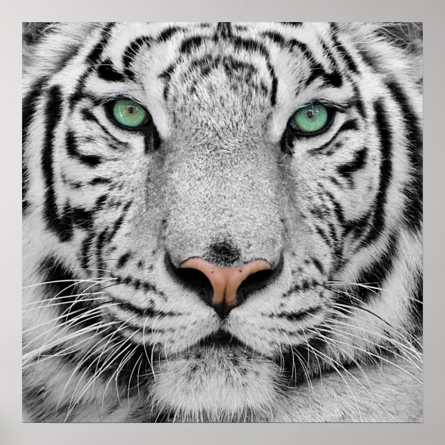Poster Tigre blanc (Devant)