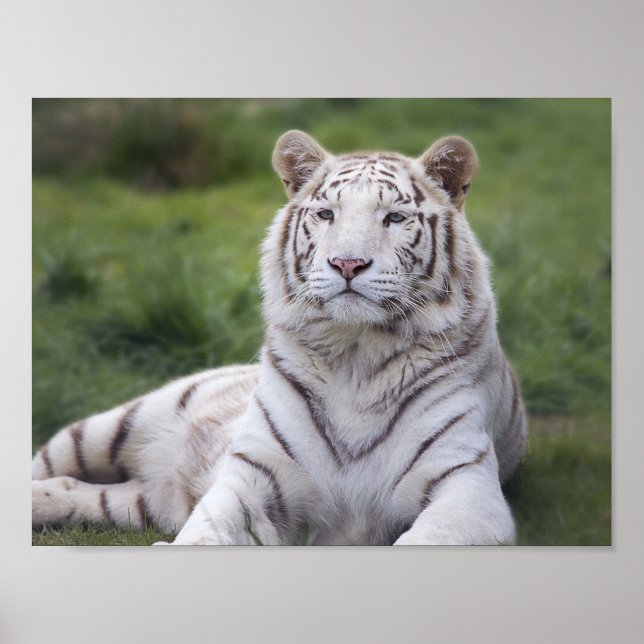 Poster Tigre blanc attentif (Devant)