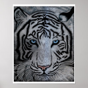 Poster Tigre blanc - Casper