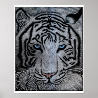 Poster Tigre blanc - Casper
