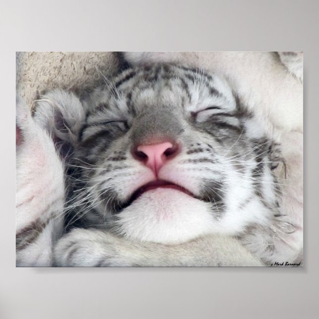 Poster Tigre blanc Kitten (Devant)