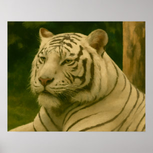 Poster Tigre blanc reposant dans l'ombre des bois