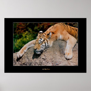 Poster Tigre couchant