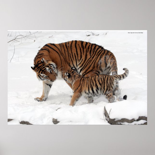 Poster Tigre d'Amur et Cub (Devant)