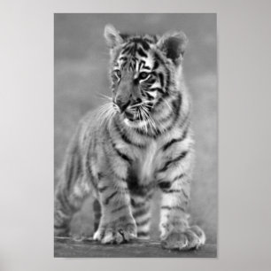 Poster Tigre de bébé en noir et blanc