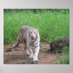 Poster Tigre de Bengale blanc