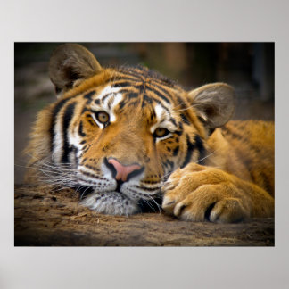 Poster Tigre de contenu