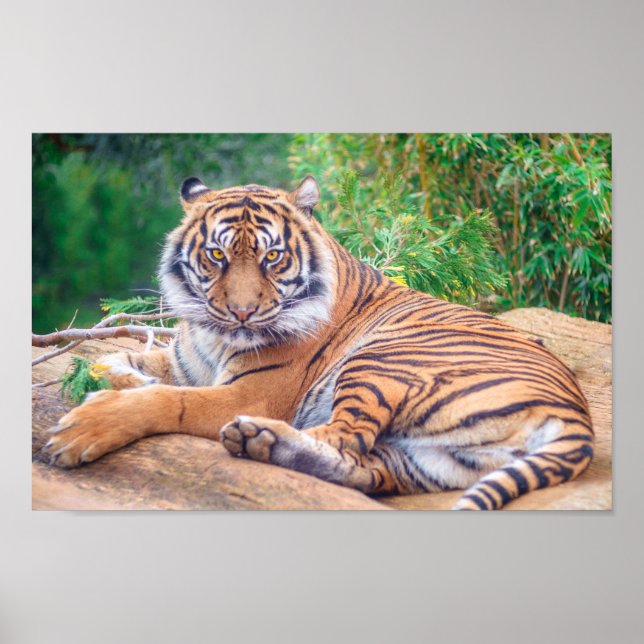 Poster Tigre de rappel relaxant (Devant)