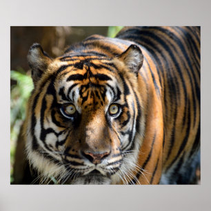 Poster Tigre de Sumatran