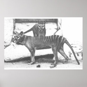Poster Tigre de Tasmanie, Toile