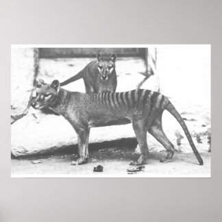 Poster Tigre de Tasmanie, Toile