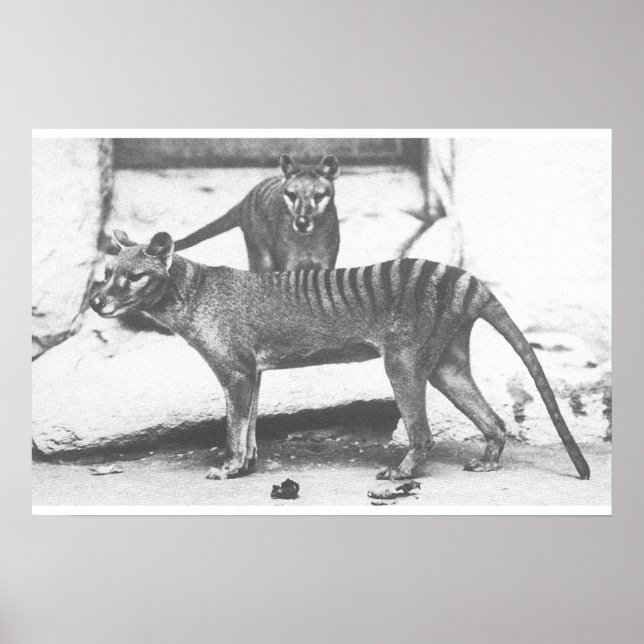 Poster Tigre de Tasmanie, Toile (Devant)