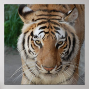 Poster Tigre doux