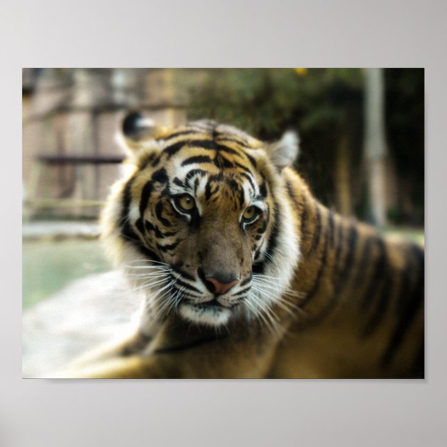 Poster Tigre du Bengale (Devant)