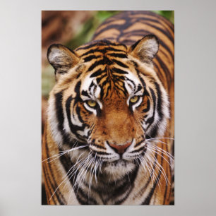 Poster Tigre du Bengale, Panthera tigris