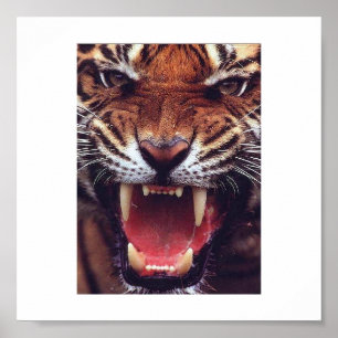 Poster tigre en colère