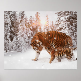 Poster Tigre mère et fils