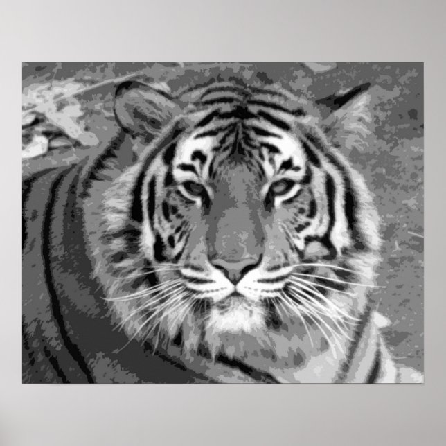 Poster Tigre noir et blanc (Devant)