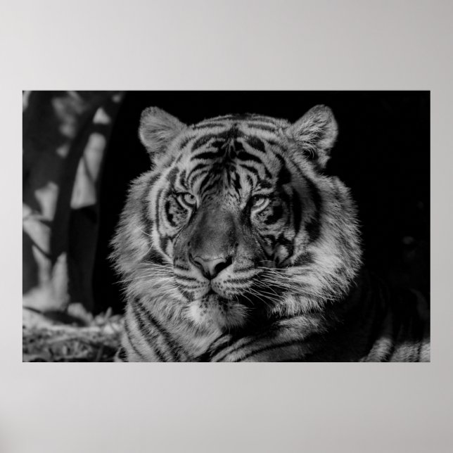 Poster Tigre noir et blanc (Devant)