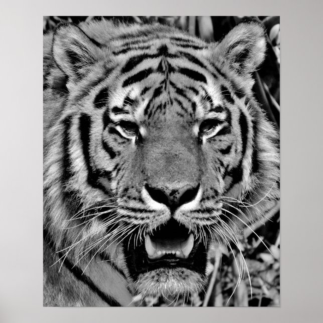 Poster Tigre noir et blanc (Devant)