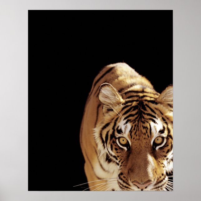 Poster Tigre (Panthera tigris) (Devant)