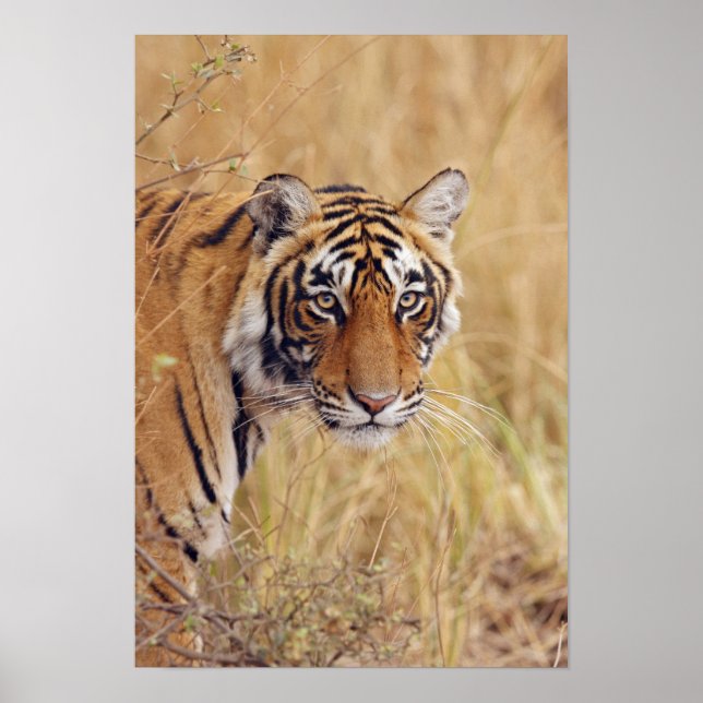 Poster Tigre royal du Bengale regardant depuis (Devant)