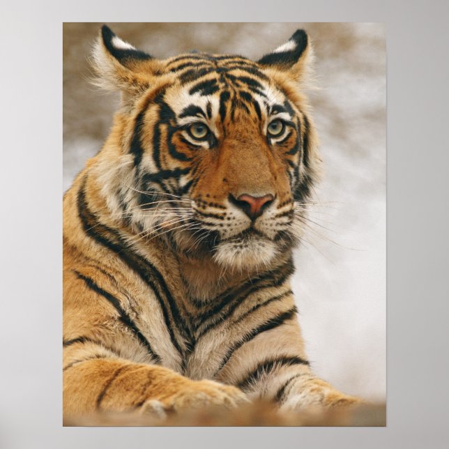 Poster Tigre royal du Bengale sur le rocher, Ranthambhor (Devant)