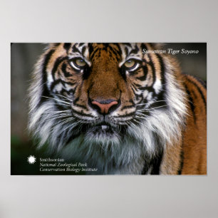 Poster Tigre Soyono de Smithsonien   Sumatran