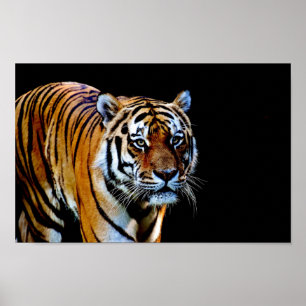 Poster Tigre sur fond noir