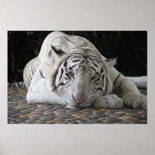 Poster Tigres Bengale Blanche Fatigués, Laissés Sur Le So