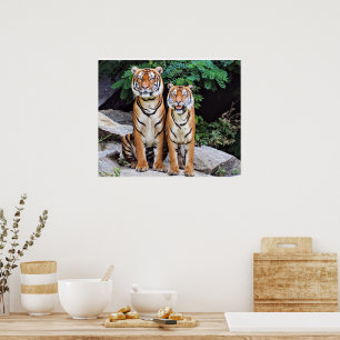 Poster Tigres, mâles et femelles,