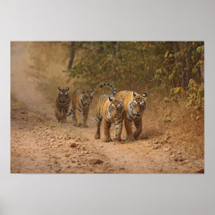Poster Tigres royaux du Bengale en mouvement, Ranthambhor