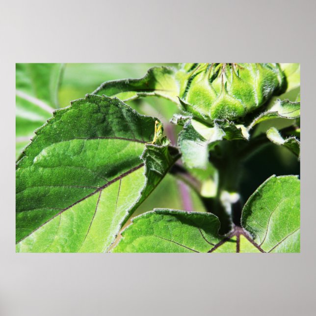 Poster Tiny Mantis (Devant)