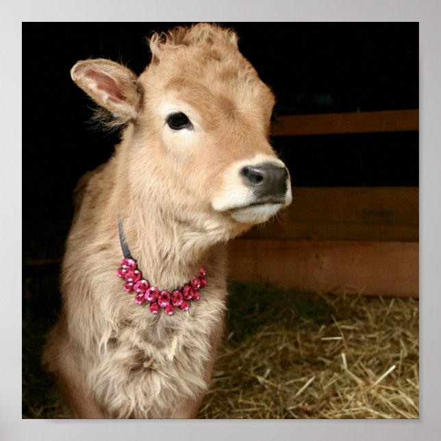 Poster Tiny Tinker la vache portant bling. (Devant)