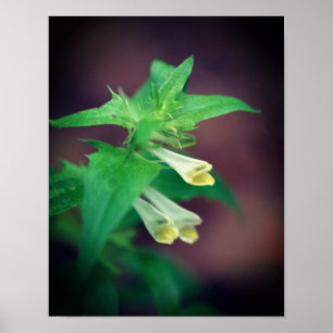 Poster Tiny White Woodland Fleur sauvage Gros plan 2