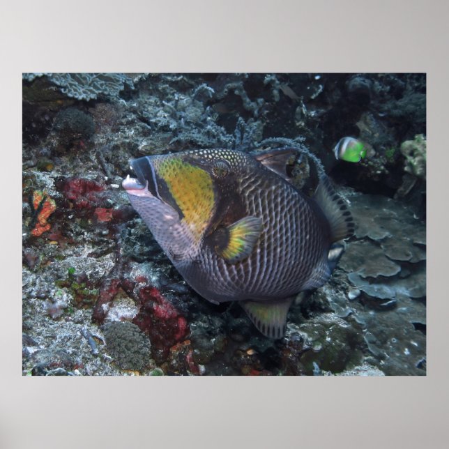 Poster Titan Triggerfish (Devant)