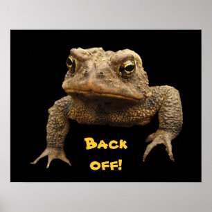 Poster Toad américain