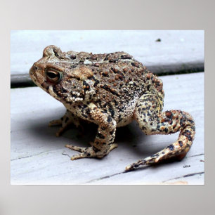 Poster Toad Frog Animal Amphibian Photographie
