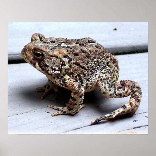 Poster Toad Frog Animal Amphibian Photographie (Devant)