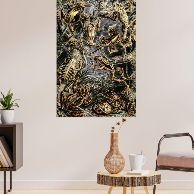 Poster Toads vintages et grenouilles par Ernst Haeckel Po (Salon 3)