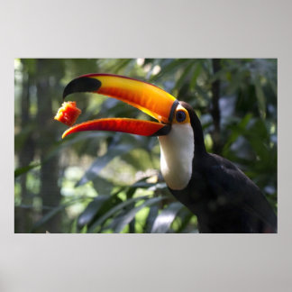 Poster Toco Toucan
